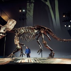 Melbourne Museum: Home of Dinosaurs Guided Tour - 2