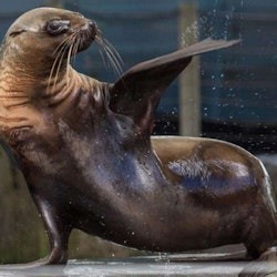 Melbourne Zoo: Entry Ticket - 1