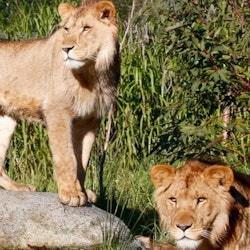 Melbourne Zoo: Entry Ticket - 3