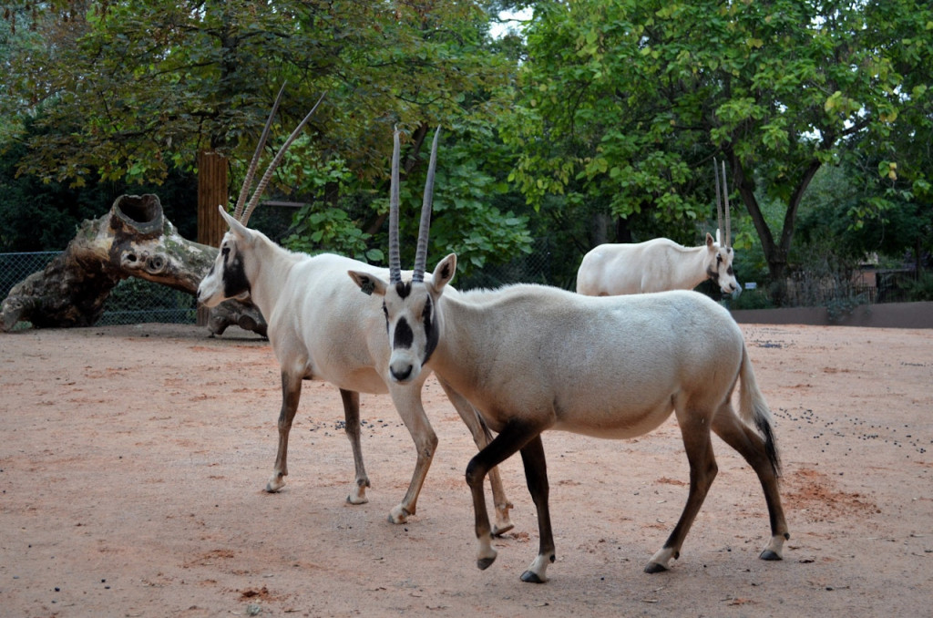 Ménagerie, Zoo of the Jardin des Plantes (Ménagerie, Zoo of the Jardin des Plantes - Skip The Line Admission) - 2