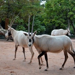 La Ménagerie, le Zoo du Jardin des Plantes de Paris : billet coupe-file - 2