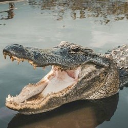 Miami: Bus Tour + Bay Cruise + Everglades Holiday Park Airboat Ride - 3