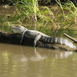 Miami: Everglades National Park Guided Tour + Airboat Ride from South Beach - 1