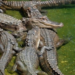Miami: Everglades National Park Guided Tour + Airboat Ride from South Beach - 3