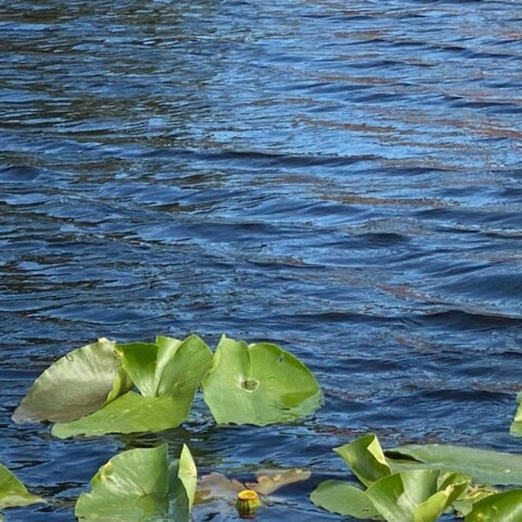 Miami: Everglades National Park Guided Tour + Airboat Ride from South Beach - 2