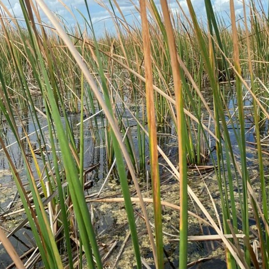Miami: Everglades National Park Guided Tour + Airboat Ride from South Beach - 3