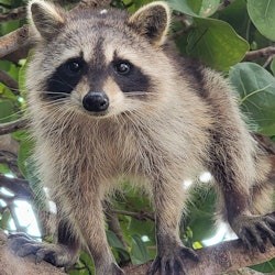 Miami: Island Snorkeling Tour by SUP or Kayak - 3