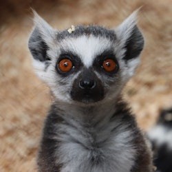 Michin Aquarium Guadalajara: Entry Ticket - 1