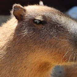 Michin Aquarium Guadalajara: Entry Ticket - 3