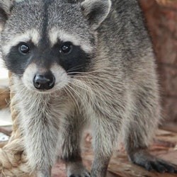 Michin Aquarium Puebla: Entry Ticket - 1