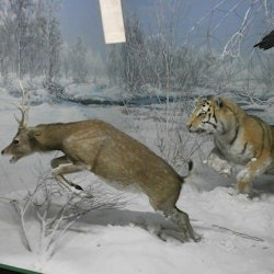 Milan Natural History Museum: Entry Ticket + Audio Guide - 1