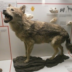 Milan Natural History Museum: Entry Ticket + Audio Guide - 2