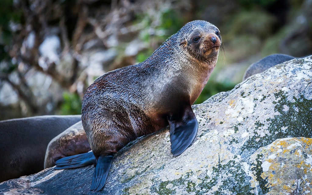 Milford Sound: Boutique-Schifffahrt mit kleinen Booten (Cruise Only) - 3