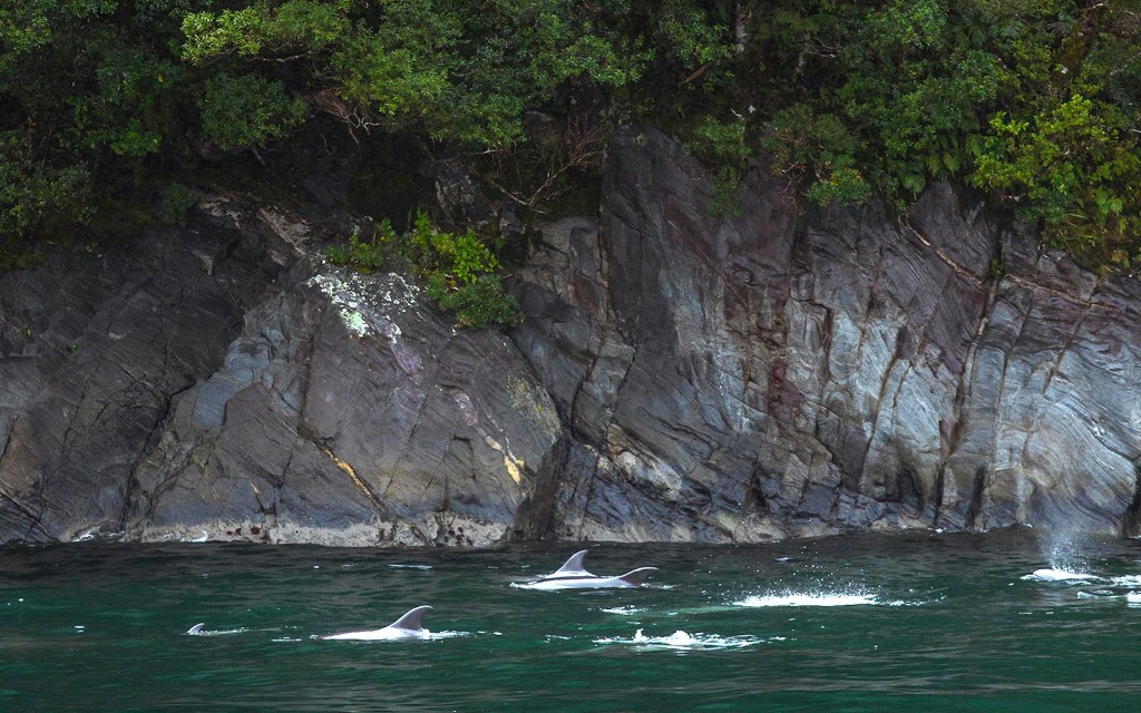 2-godzinny rejs po Milford Sound (2-Hour Milford Cruise) - 3