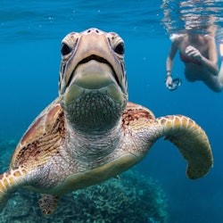 Moore Reef: Pontoon Tour from Cairns + Lunch + Snorkeling - 2