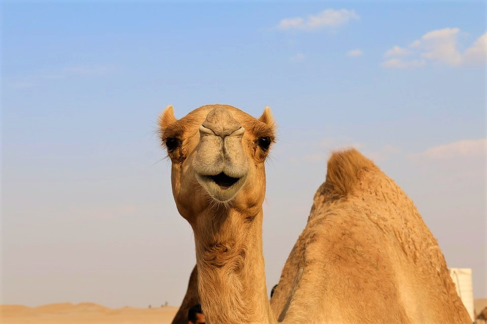Morning Desert Safari Tour from Dubai (Morning Desert Safari Tour from Dubai with 200cc Polaris Ride) - 3