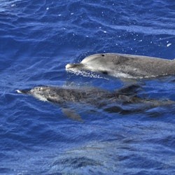 Morro Jable: Dolphin & Whale Watching Tour - 1