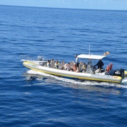 Morro Jable: Dolphin & Whale Watching Tour - 2