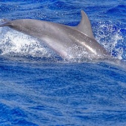 Morro Jable: Dolphin & Whale Watching Tour - 3