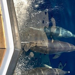 Mount Athos: Monasteries Cruise from Ouranoupolis - 1