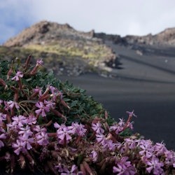Mount Etna & Lava Flow Cave: Guided Tour - 3