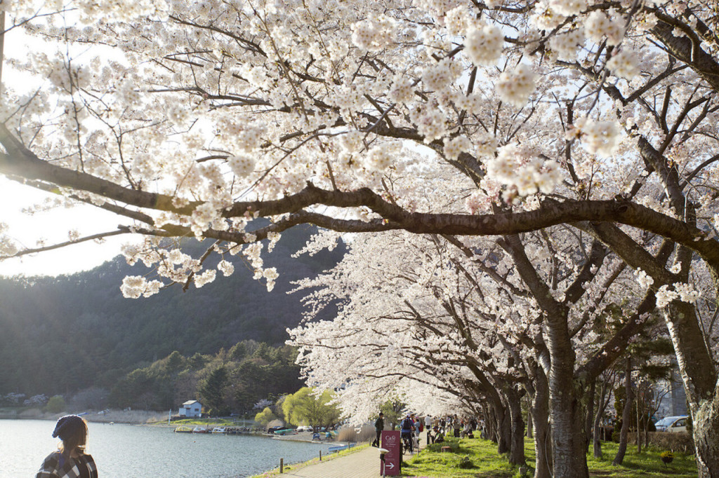 Mount Fuji Day Tour with Kawaguchiko Lake (Mount Fuji Day Tour with Kawaguchiko Lake (from Shinjuku)) - 3