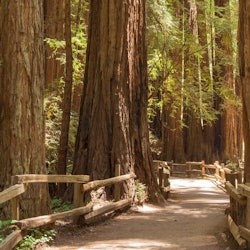 Muir Woods und Sausalito: Small-Group Tour - 3