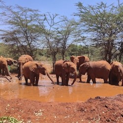 Nairobi: Orfanato de Elefantes, Centro de Jirafas + Excursión de un día a la Fábrica de Abalorios Kazuri - 2