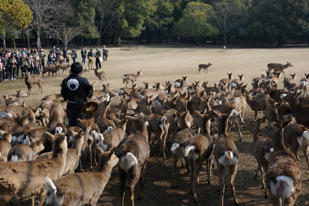 Nara Tour from Kyoto - 1