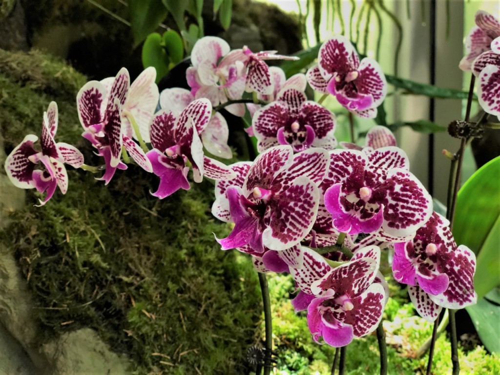 National Orchid Garden Ticket (National Orchid Garden - Admission) - 3