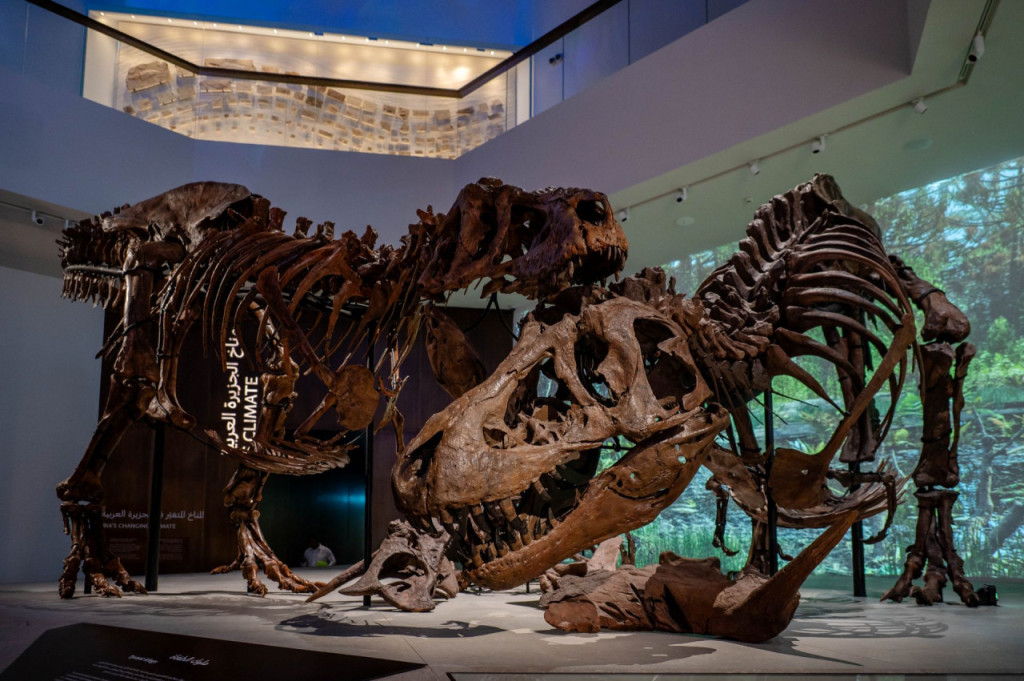 Natural History Museum Abu Dhabi Ticket (Admission (Open Dated)) - 2