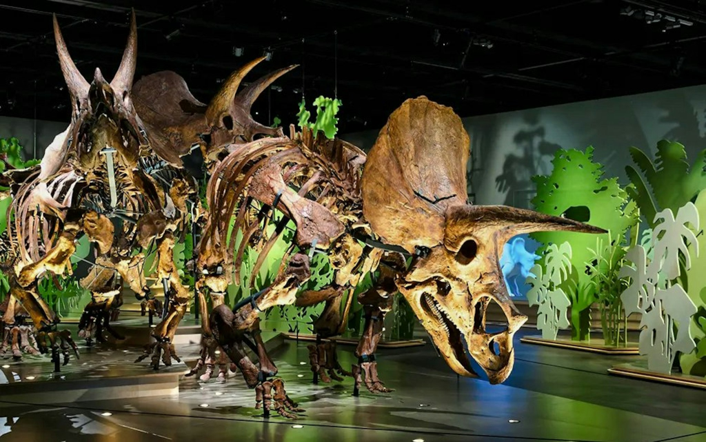 Ingressos para o Museu de História Natural de Abu Dhabi (General Admission) - 1