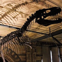 Natural History Museum London: Semi-Private Guided Tour - 1