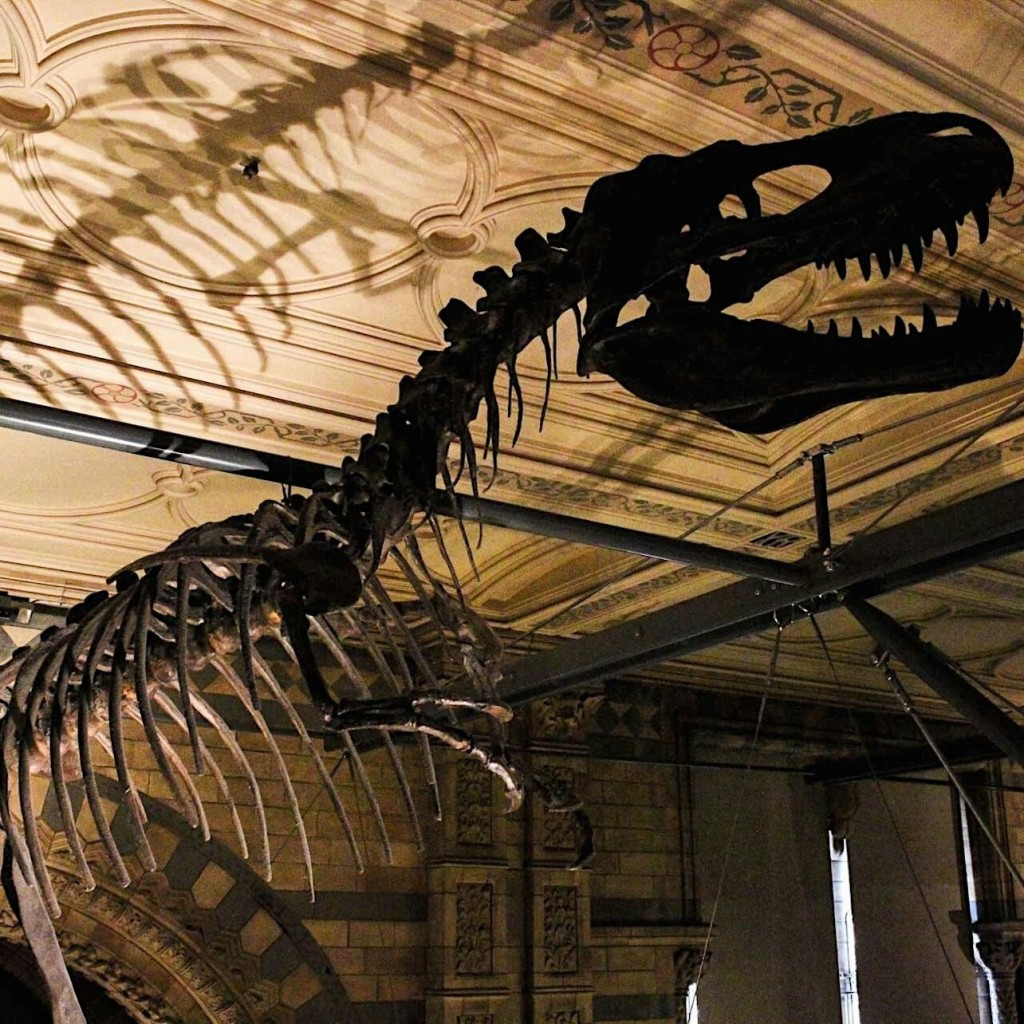 Museu d'Història Natural: Visita guiada semiprivada - 3