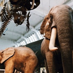 Natural History Museum London: Semi-Private Guided Tour - 2