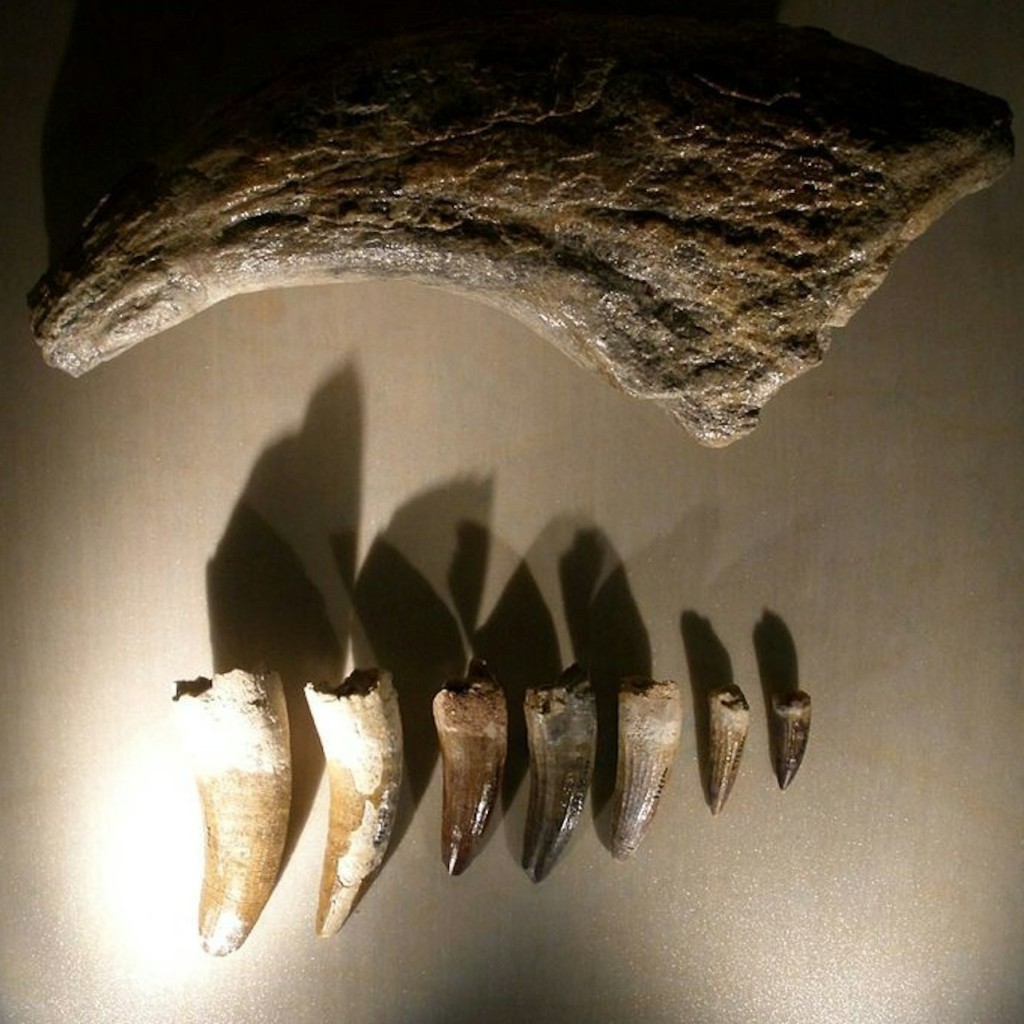 자연사 박물관 (自 然 史 博 物 館Museo di Storia Naturale) - 2
