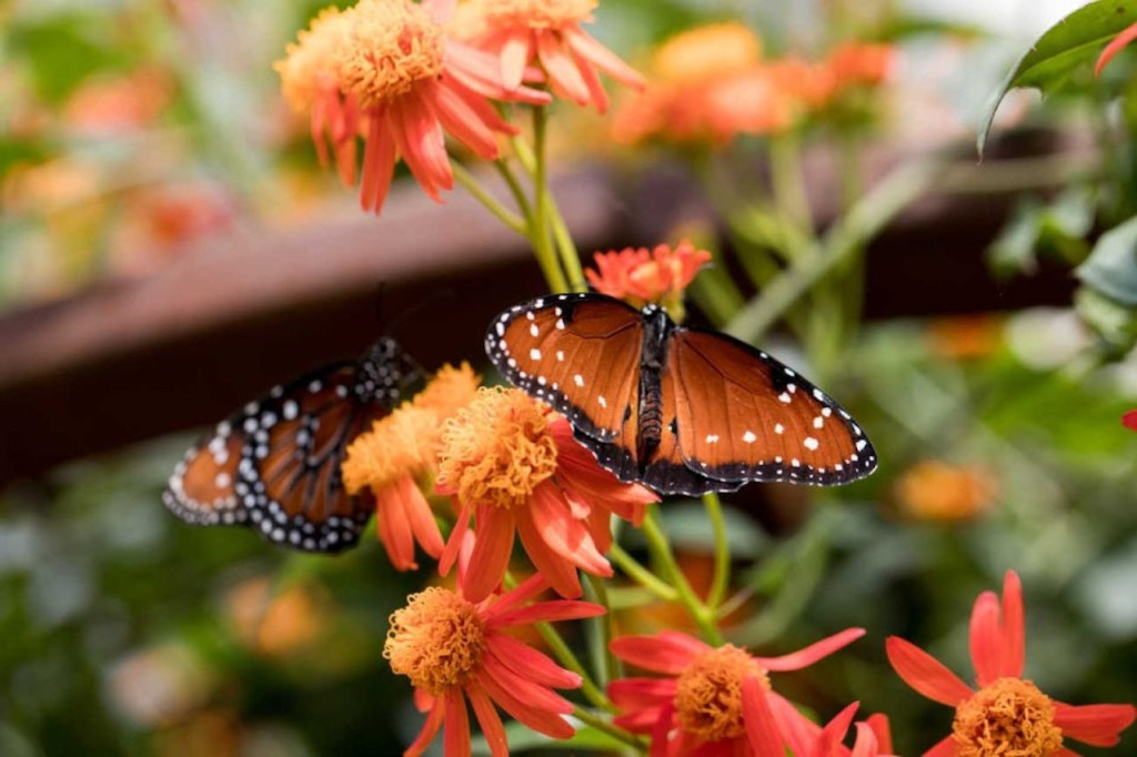 Natural History Museum of Los Angeles County (Natural History Museum of Los Angeles County - Student Admission) - 3