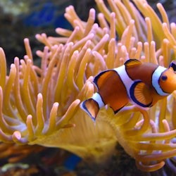 Nausicaá: Skip The Line Ticket - 1