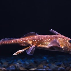 Nausicaá: Skip The Line Ticket - 2