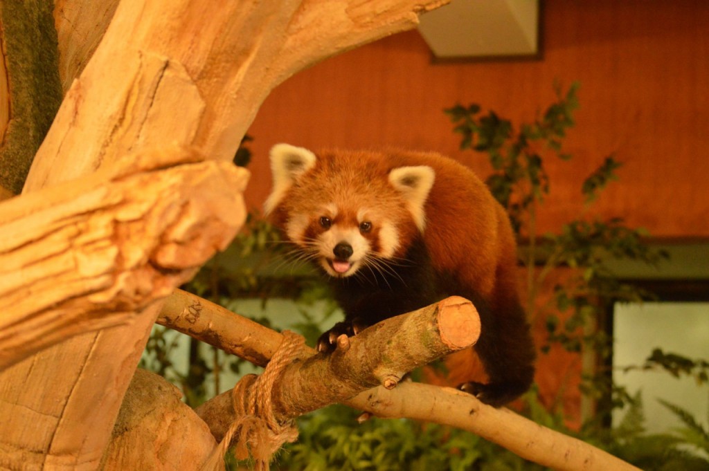 Neo Park Okinawa (Neo Park Okinawa - Admission) - 2