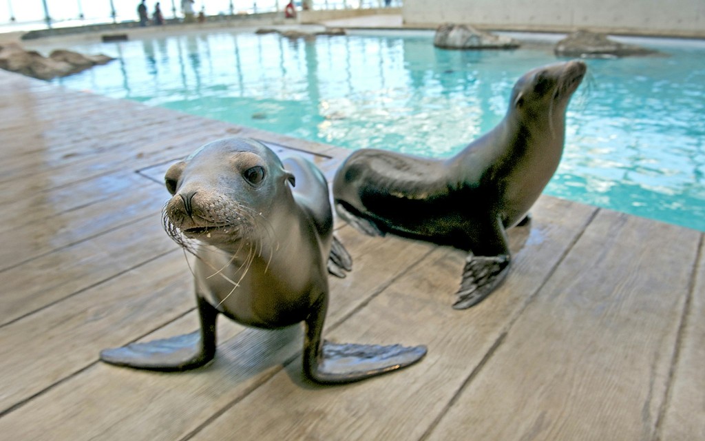 New England Aquarium Tickets (New England Aquarium Ticket) - 3