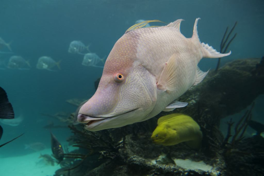 New York Aquarium (Admission with 4D Theatre) - 1