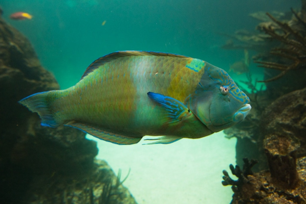 New York Aquarium (Admission with 4D Theatre) - 2