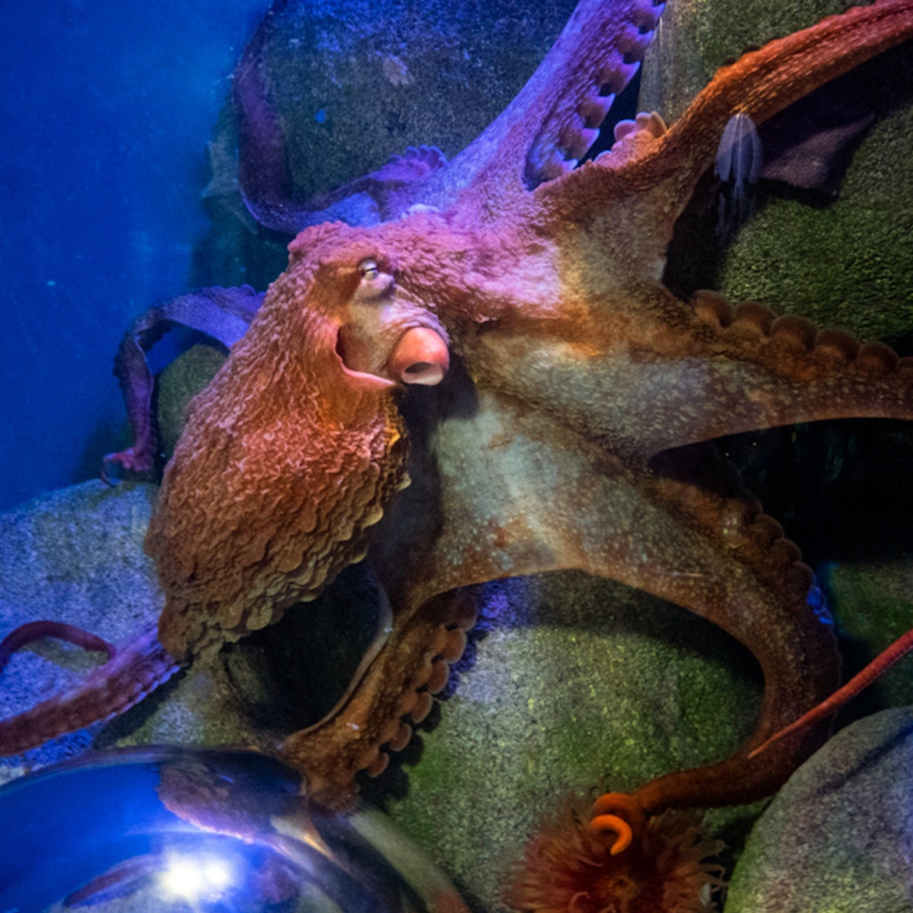 New York Aquarium (Admission with 4D Theatre) - 3