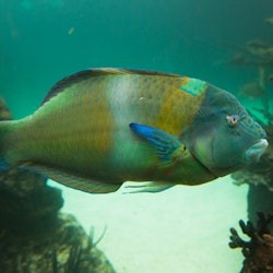 New York Aquarium: Entry Ticket - 1