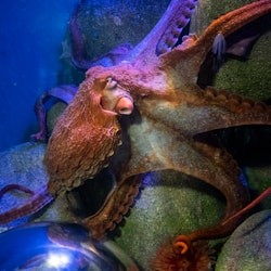 New York Aquarium: Entry Ticket - 2