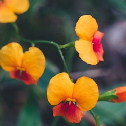 Ngilgi Cave Ancient Lands Experience - 3