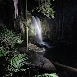 Nocturnal Evening Rainforest & Glow Worm Tour from Gold Coast - 2