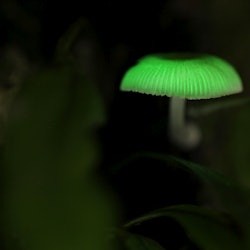 Nocturnal Evening Rainforest & Glow Worm Tour from Gold Coast - 3