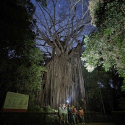 Nocturnal Rainforest & Wildlife Tour from Cairns - 1